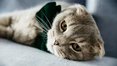 7 meest aanhankelijke kattenrassen – zo vind je een kattenvriend die op een hond lijkt