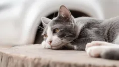 Missen katten hun baasjes echt als ze alleen thuis zijn?