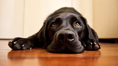 Tien huiselijke gewoonten die jouw hond onnodige stress bezorgen