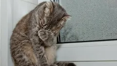 Kunnen katten huilen zoals mensen – en wat kun je dan doen?