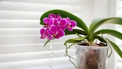 Wondermiddel voor orchideeën die al maanden niet bloeien: zo laat je ze weer uitbundig bloeien