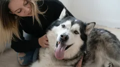 Waar kun je een hond het beste aaien voor het meeste plezier?