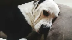 Is het waar dat een hond wrok kan koesteren tegen zijn baasje?