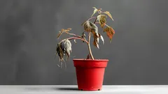 Simpel huismiddeltje om dode planten nieuw leven in te blazen – 3 ingrediënten die je al in huis hebt