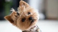 Waarom houdt je hond zijn kop scheef als je praat? Dit is wat het betekent