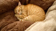 Dromen katten eigenlijk?