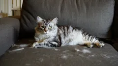 Zonder stofzuiger of pluizenroller: zo verwijder je kattenharen in minder dan 5 minuten