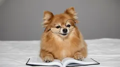 Herinnert een hond zich zijn baasje nog na jarenlang gescheiden te zijn?